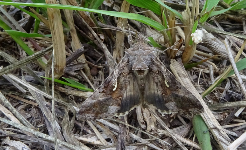 Autographa gammma - Noctuidae